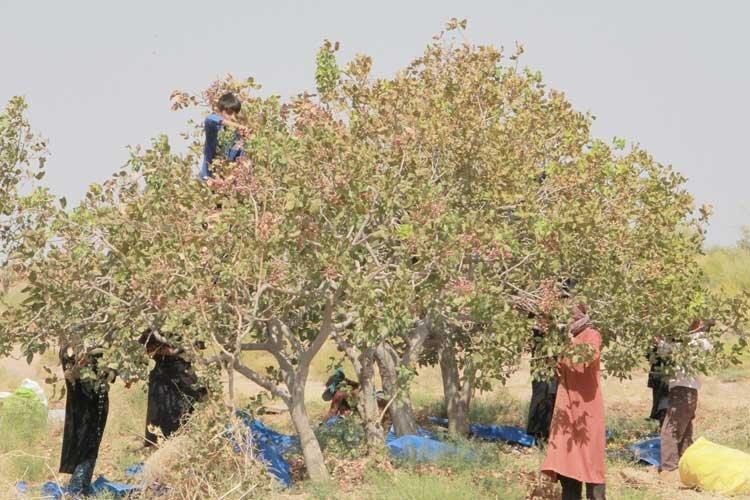 بازار داغ کشت و کار در نهاوند بازار داغ کشت و کار در نهاوند