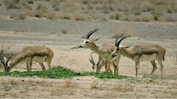 توزیع 40 تن علوفه در زیستگاه های حیات وحش سبزوار توزیع 40 تن علوفه در زیستگاه های حیات وحش سبزوار