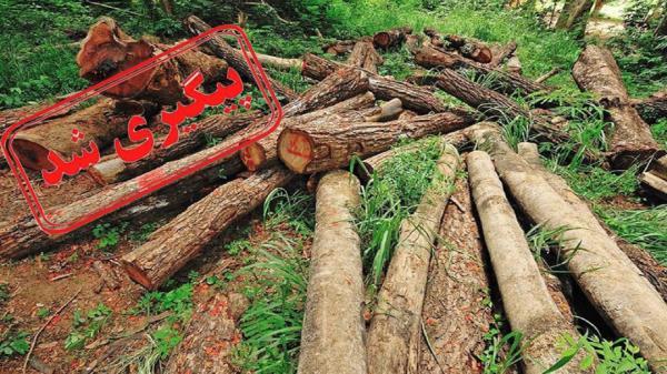 ماجرای قطع درختان سربیشه پیگیری شد ماجرای قطع درختان سربیشه پیگیری شد
