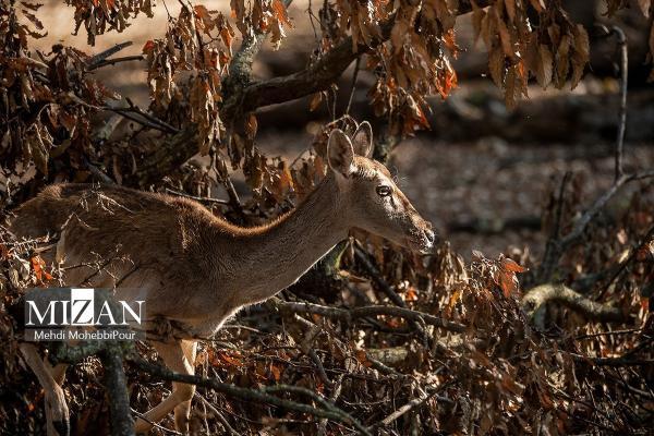 گوزن زرد، طلای دشت ناز